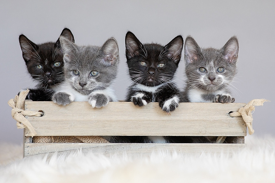 "kittens"