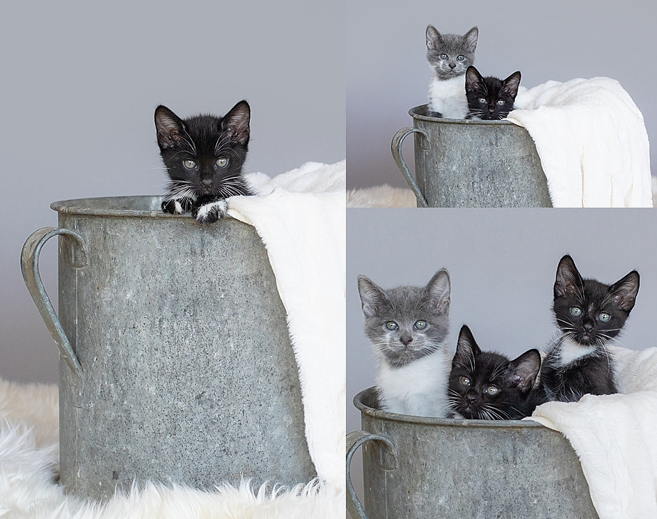 "kittens"
