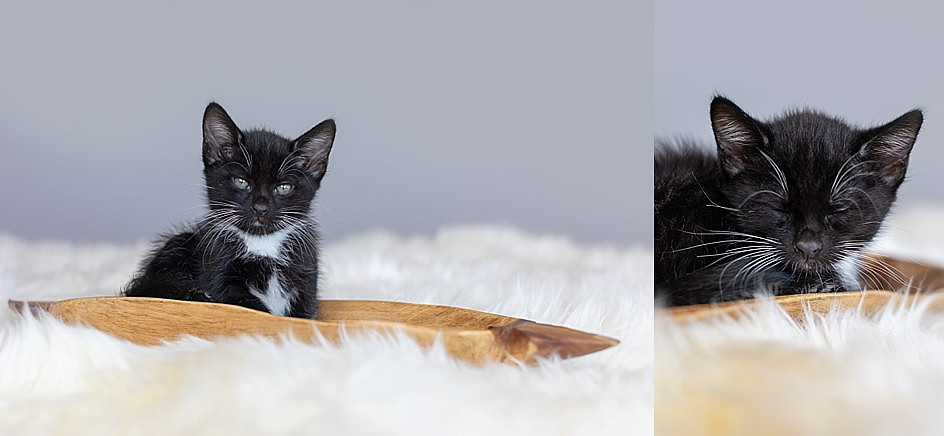 "kittens"