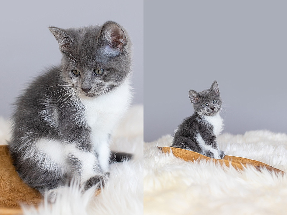 "kittens"