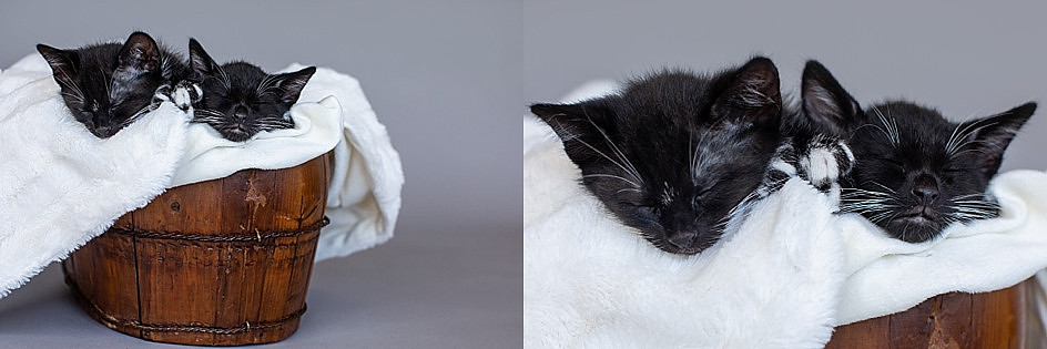 "kittens"
