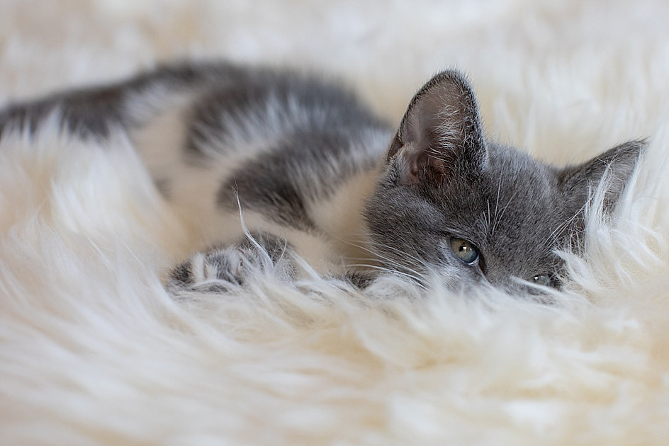 "kittens"