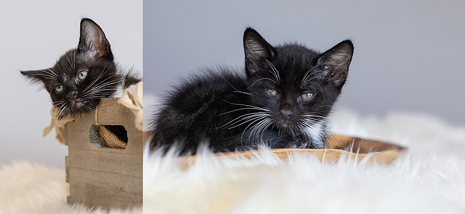 "kittens"