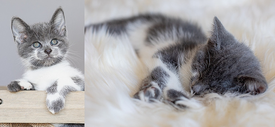 "kittens"